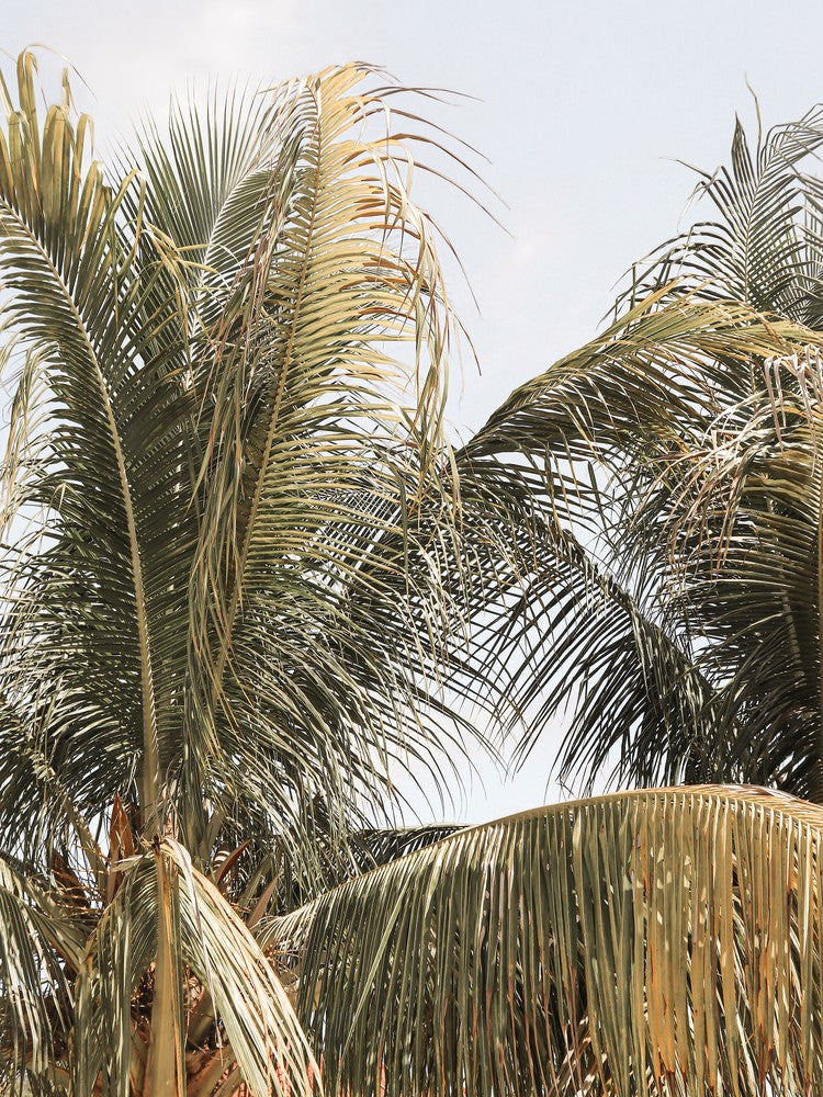 Palmtree Leaves Bali