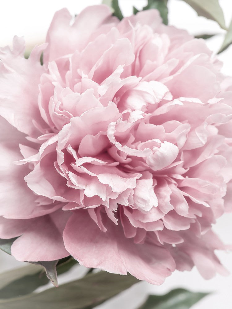Peony
