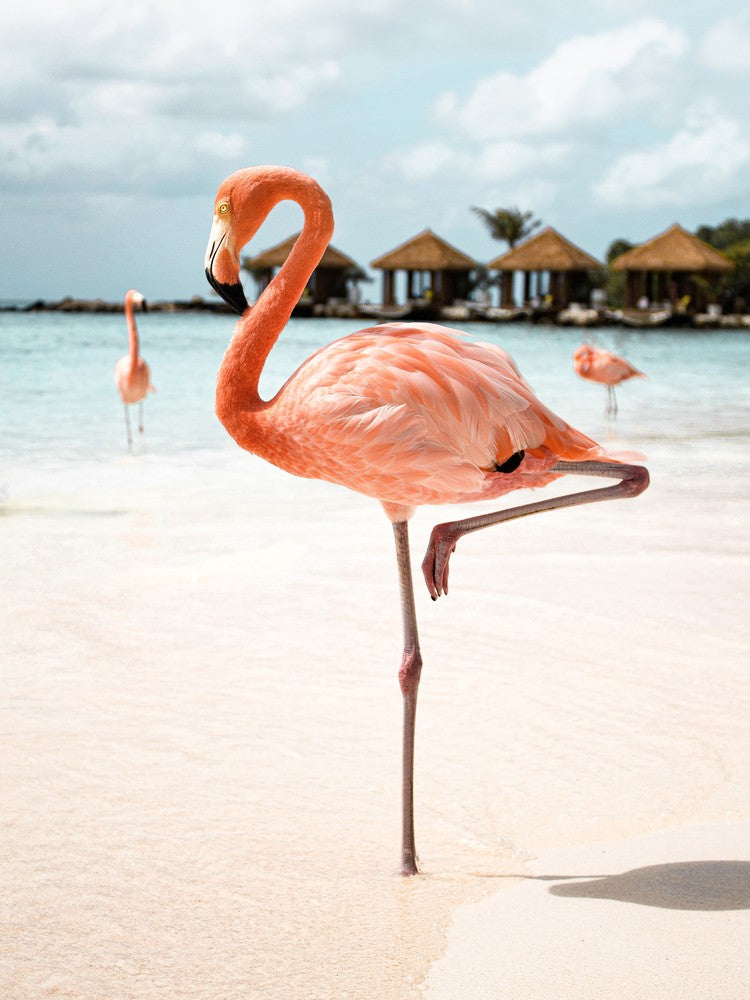 Pinker Flamingo auf Aruba Island
