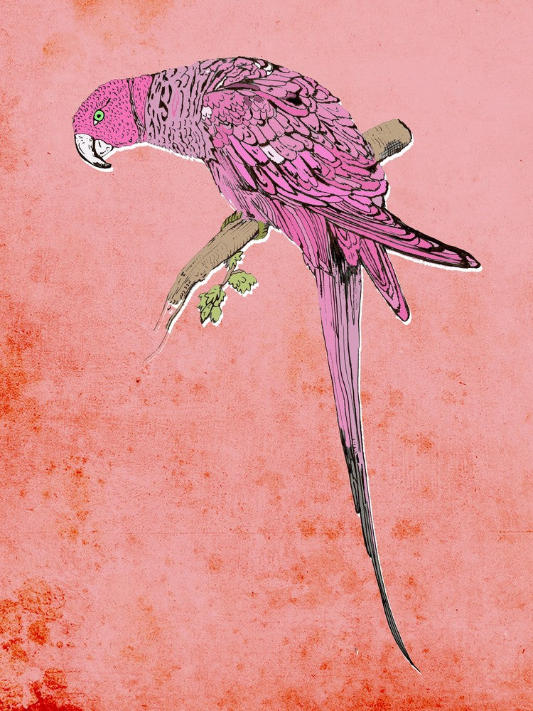 Perroquet Rose