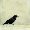 Priska Wettstein