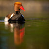 Robert Adamec