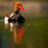 Robert Adamec