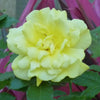 Rose Ungvari
