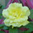 Rose Ungvari