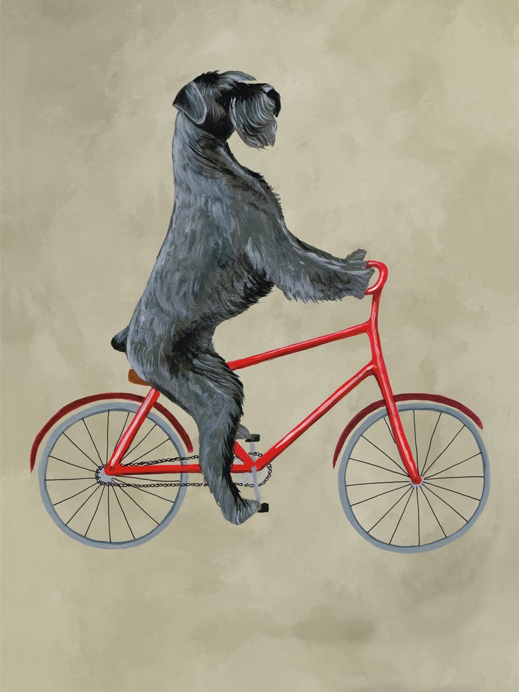 Schnauzer On Bicycle