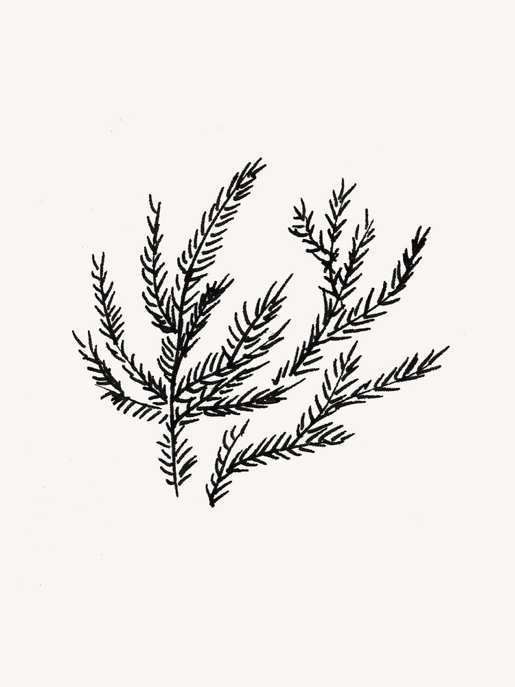 Summer Fern