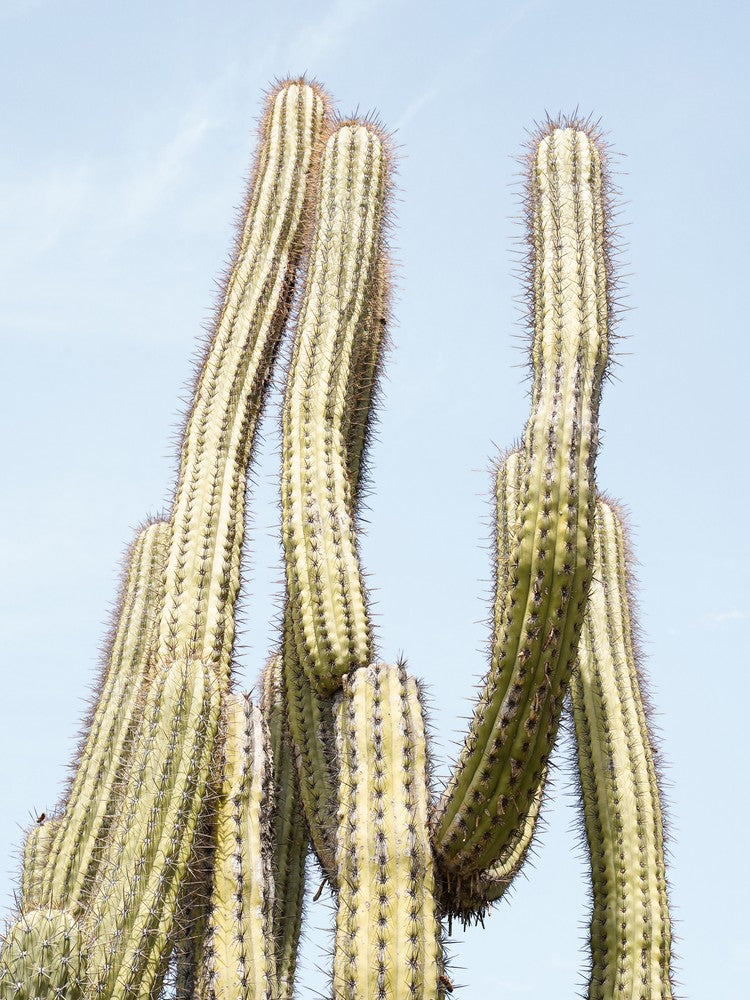 Tropical Cactus Plant