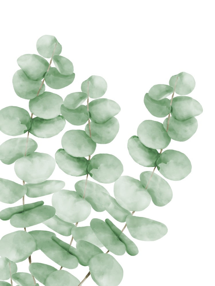 Watercolor Eucalyptus Leaves